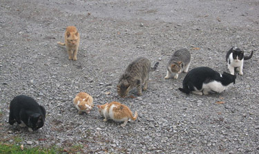 Колония диких кошек